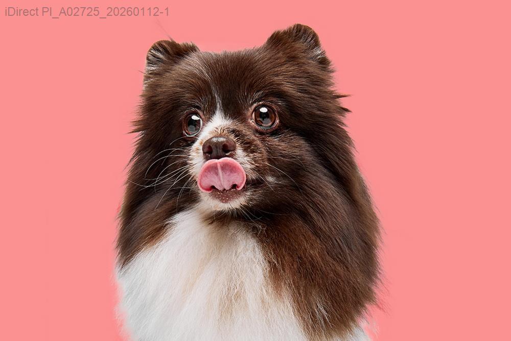 曾經那些寵物飲食失敗，你可能在無意間重蹈覆轍示意圖